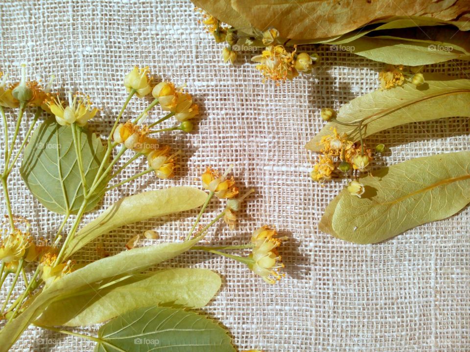 Leaf, Nature, Desktop, Flora, Gold