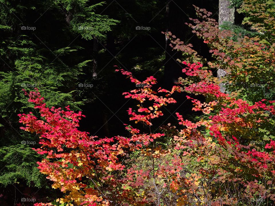 Bright maple leaves changing to their brilliant fall colors of red, orange, yellow, and gold. 
