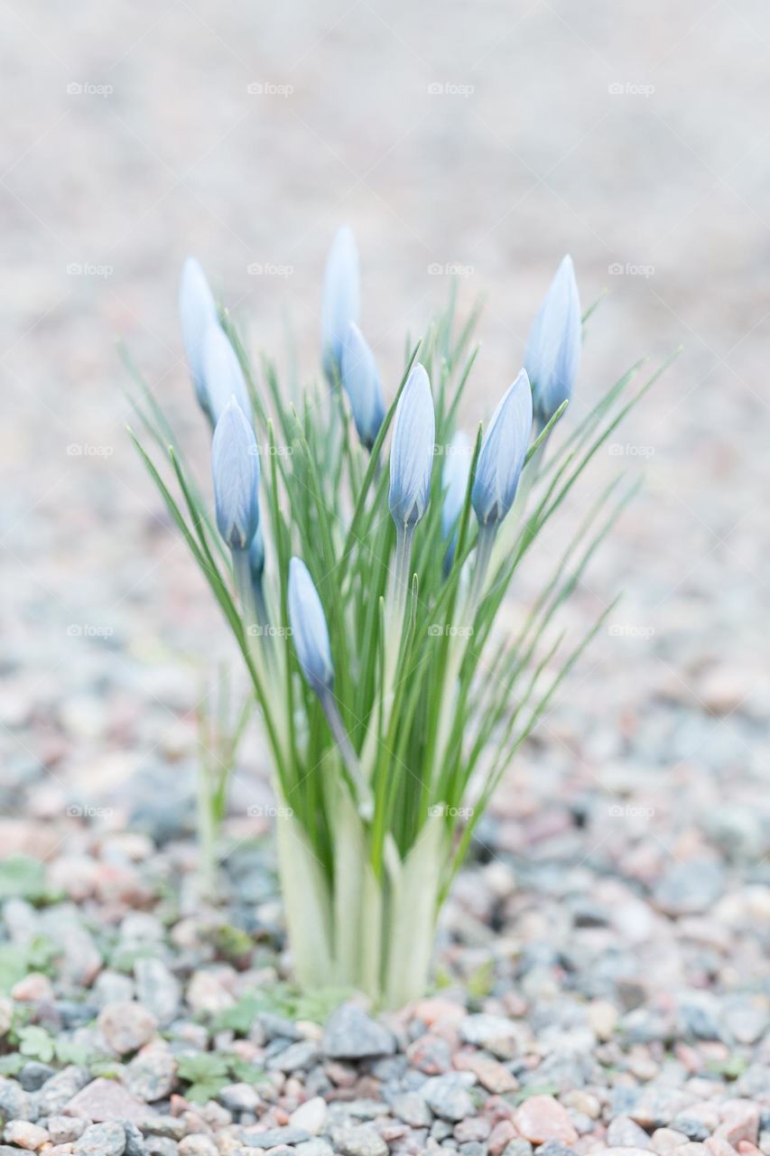 Blue crocuses in spring 