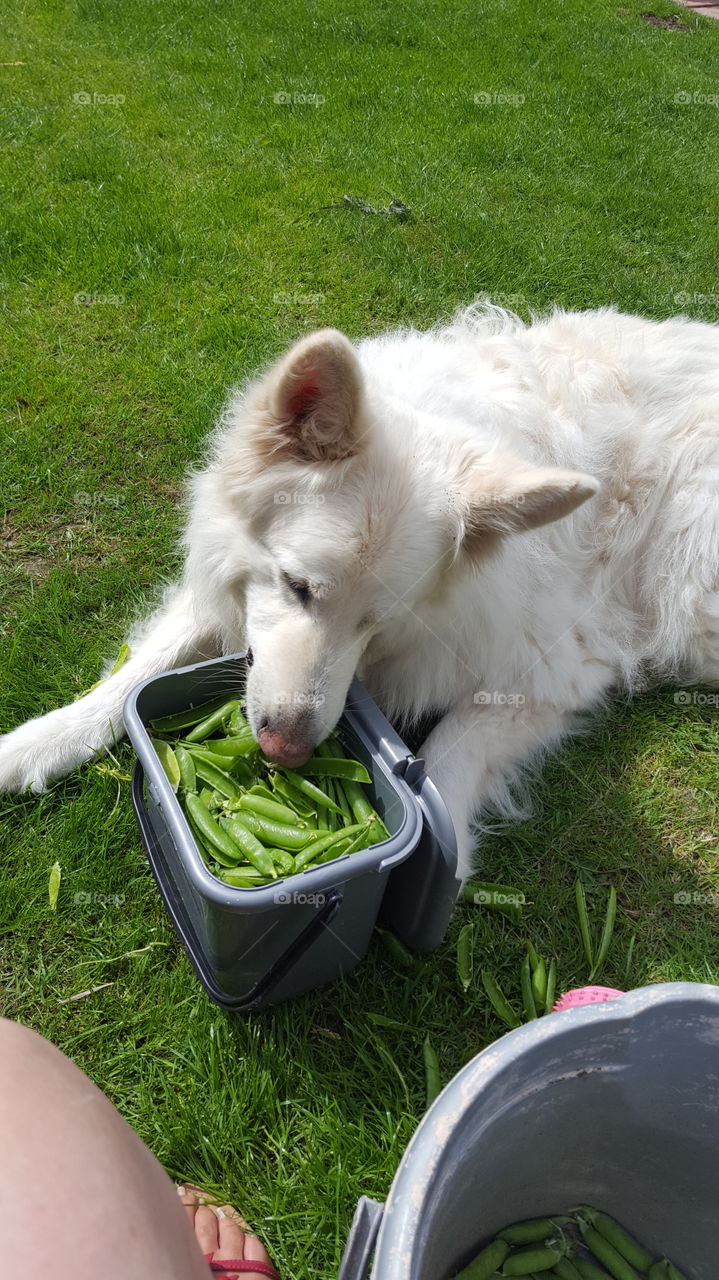 pod peas yummy