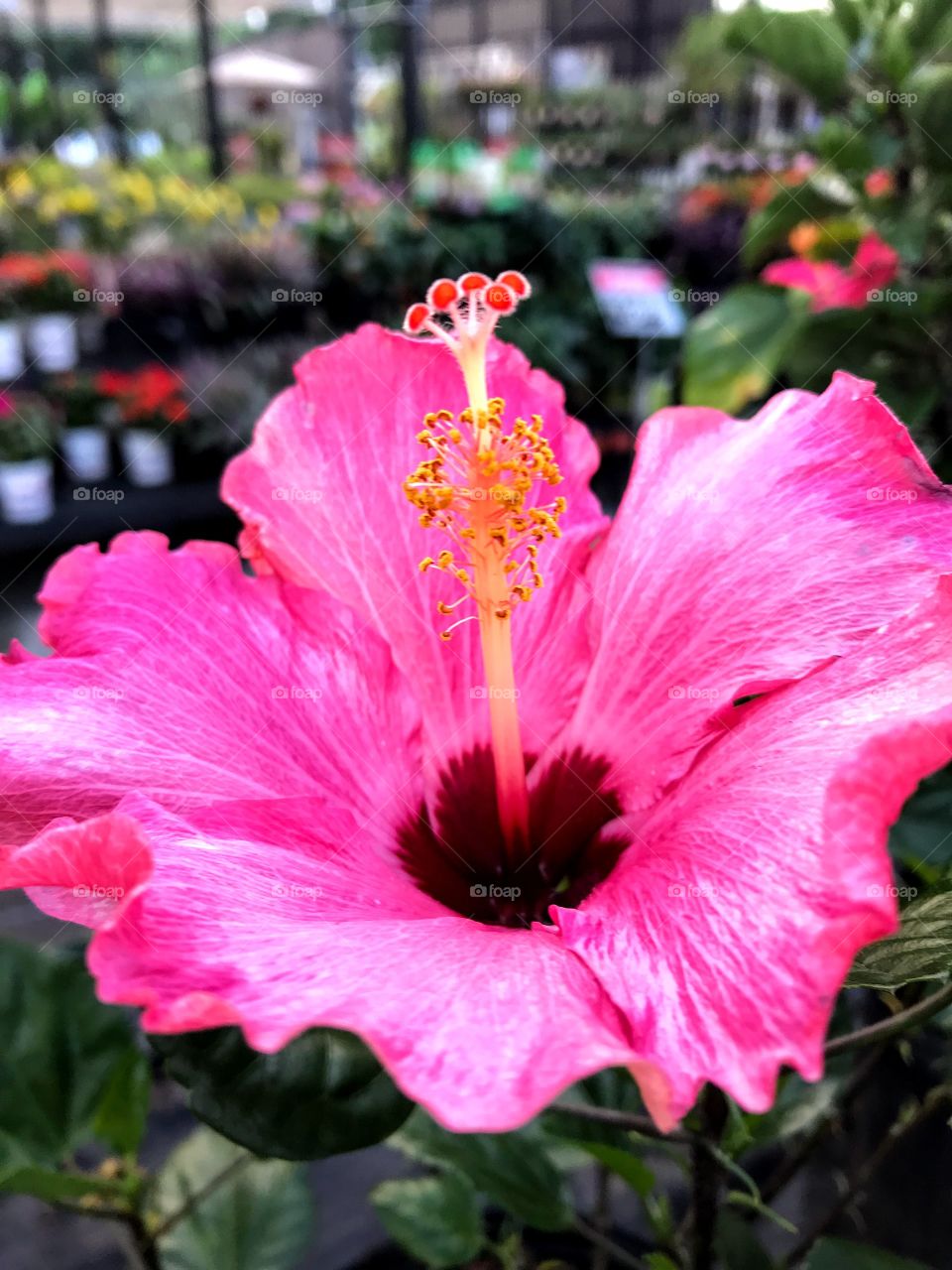 Bright and beautiful Hibiscus 
