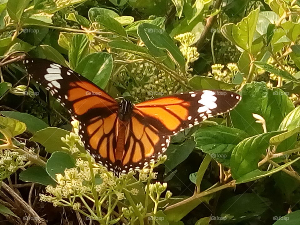 butterfly 2018-01-16 014 
#আমার_চোখে #আমার_গ্রাম #nature #butterfly #animalia #arthropoda #insecta #lepidoptera