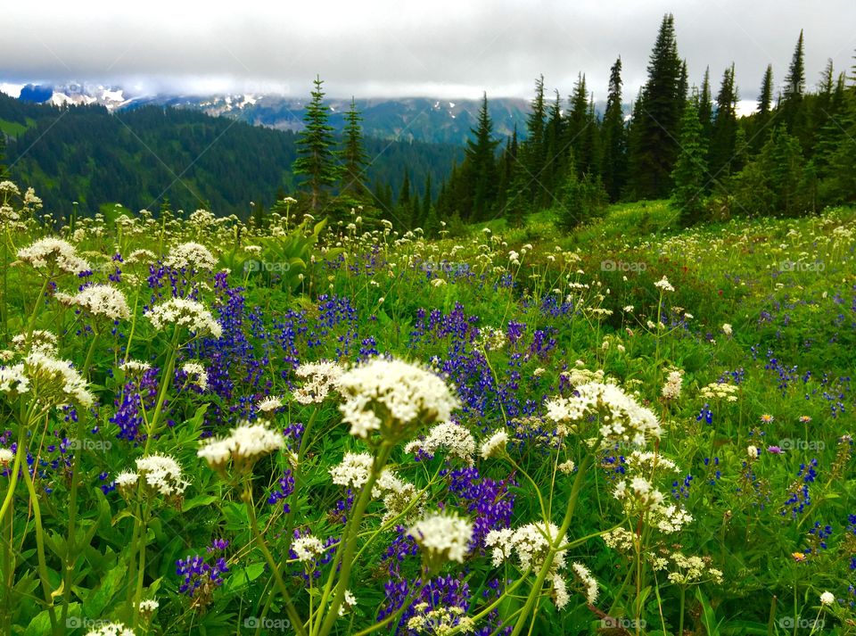 Wild flowers