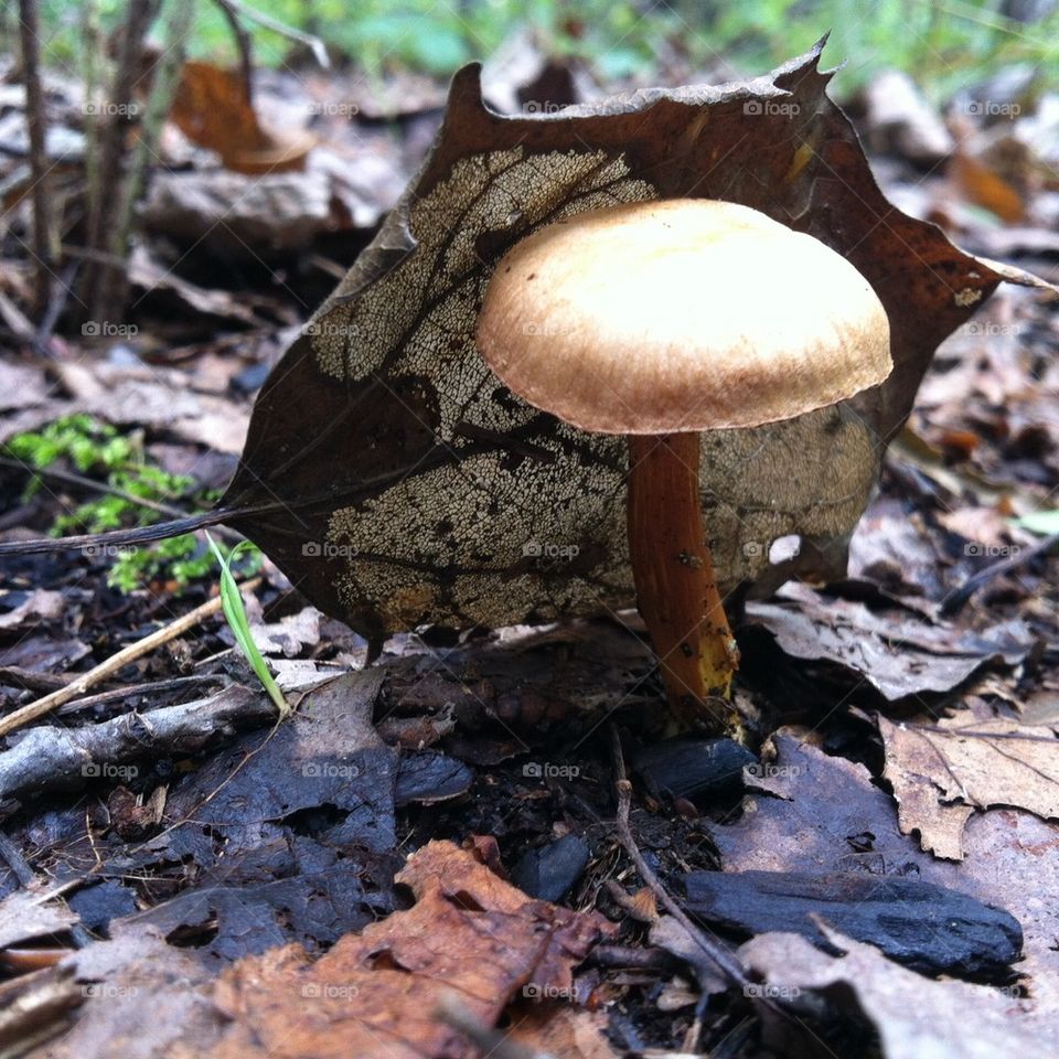 Mushroom in fall leaves