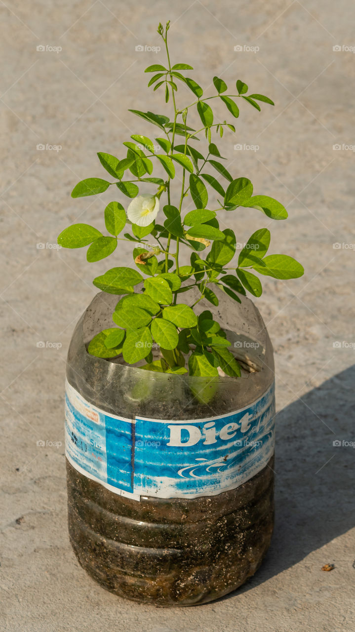 Clitoria ternatea (Butterfly pea)