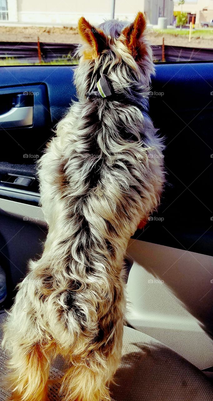 Yorkie dog looking out car window