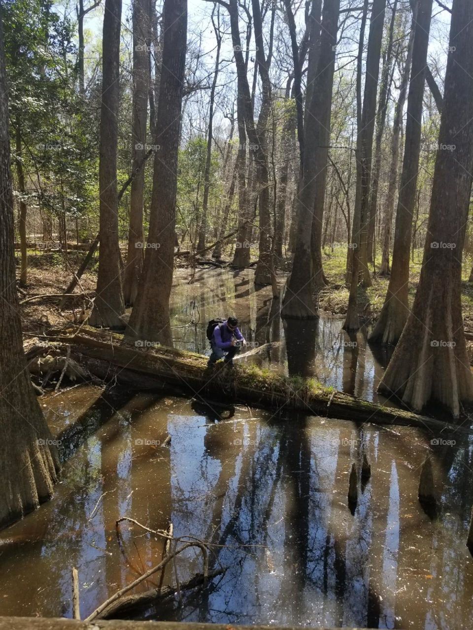 Wood, Tree, Water, Landscape, River