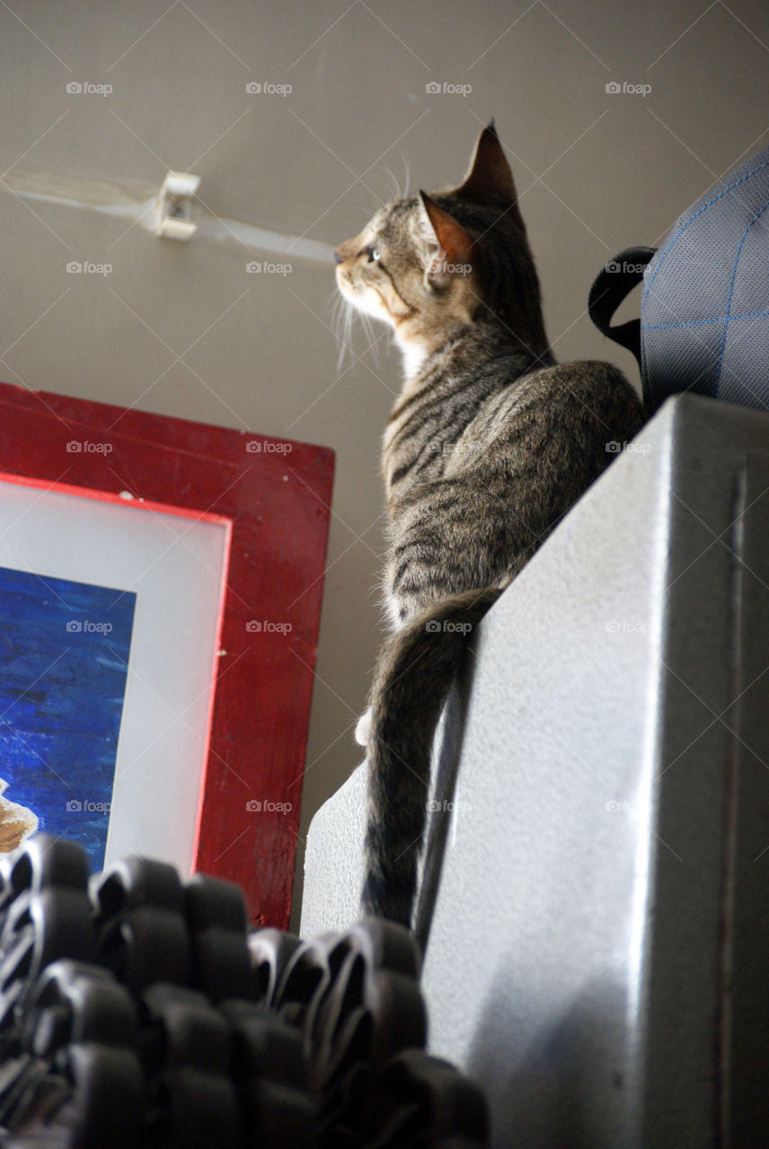 The kitten having a change of view from the roof of the steel cupboard.