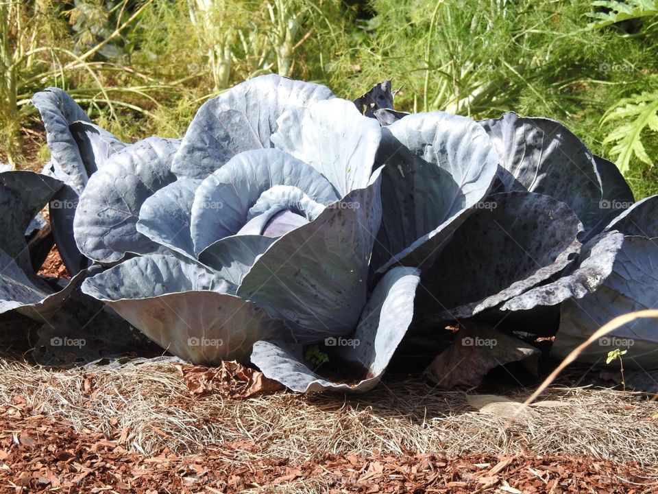 Home grown cabbage. Farm to table