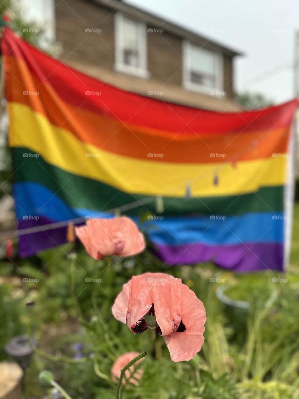 Pride rainbow lgbt gay flag being waving in the breeze against a sky. Blooming poppies in garden 