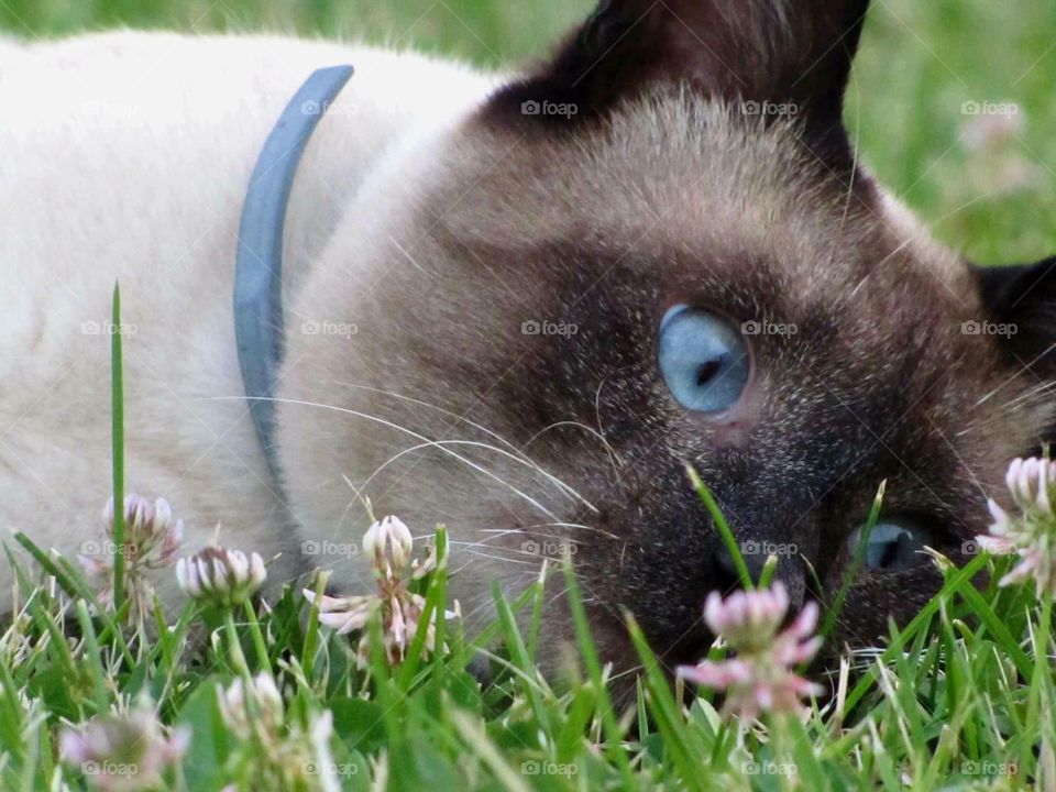 Cute adorable beautiful baby funny cat siamese blue eyes blued eye grass flower beautiful flowers young