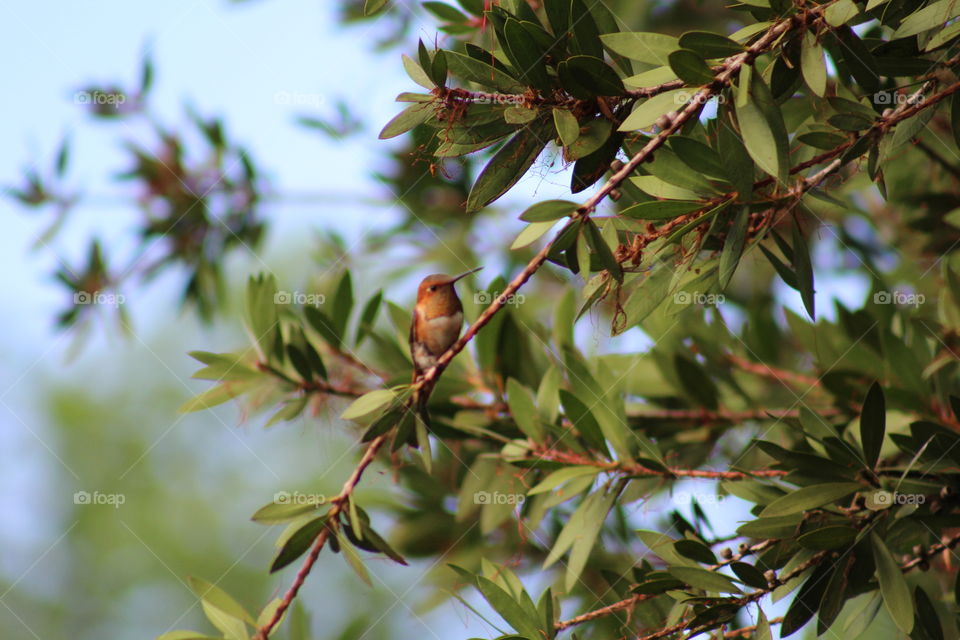 Hummingbird posing.
