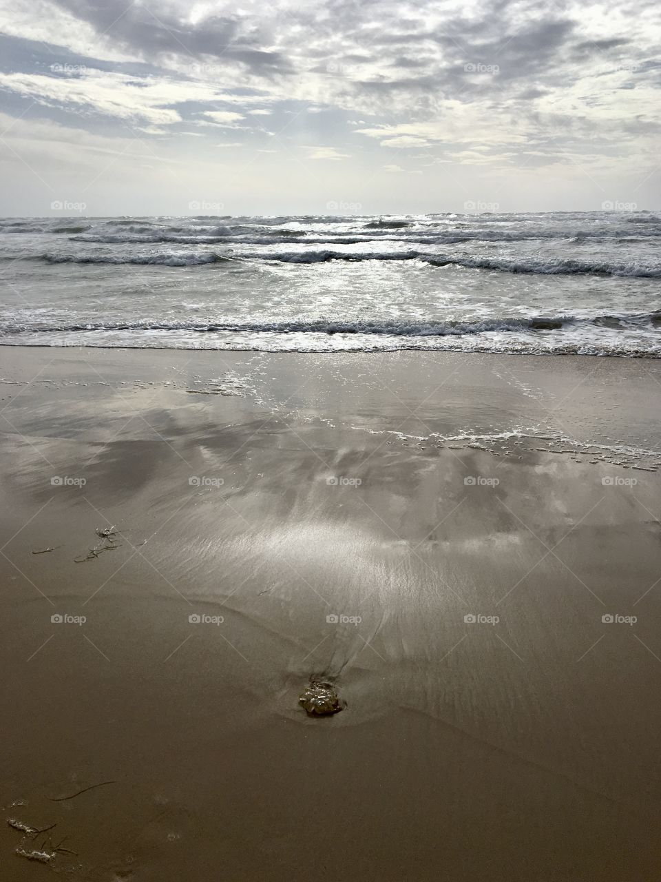 Jellyfish on beach after a tempest 