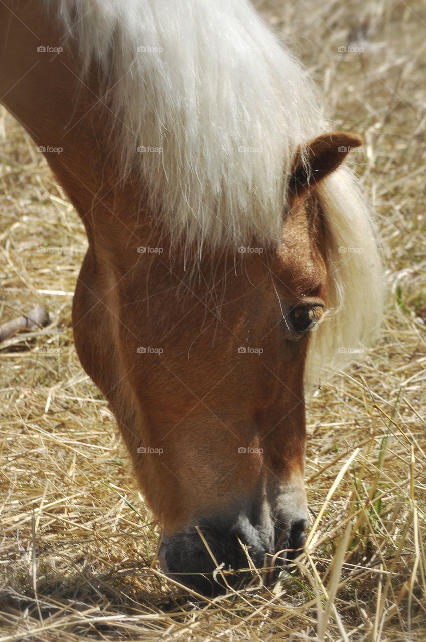 Pony grazing in field.