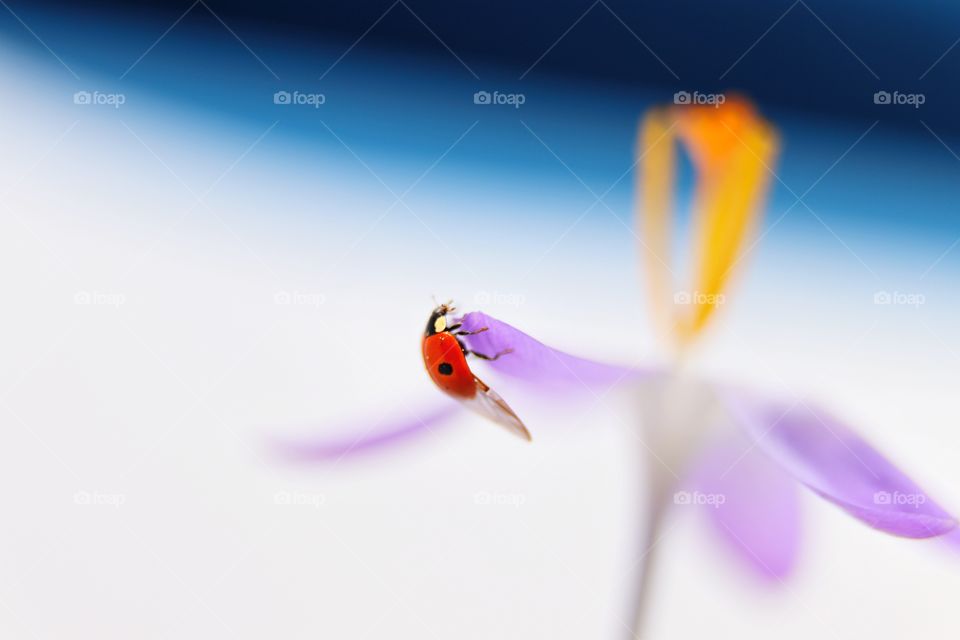 Ladybug on the purple flower 