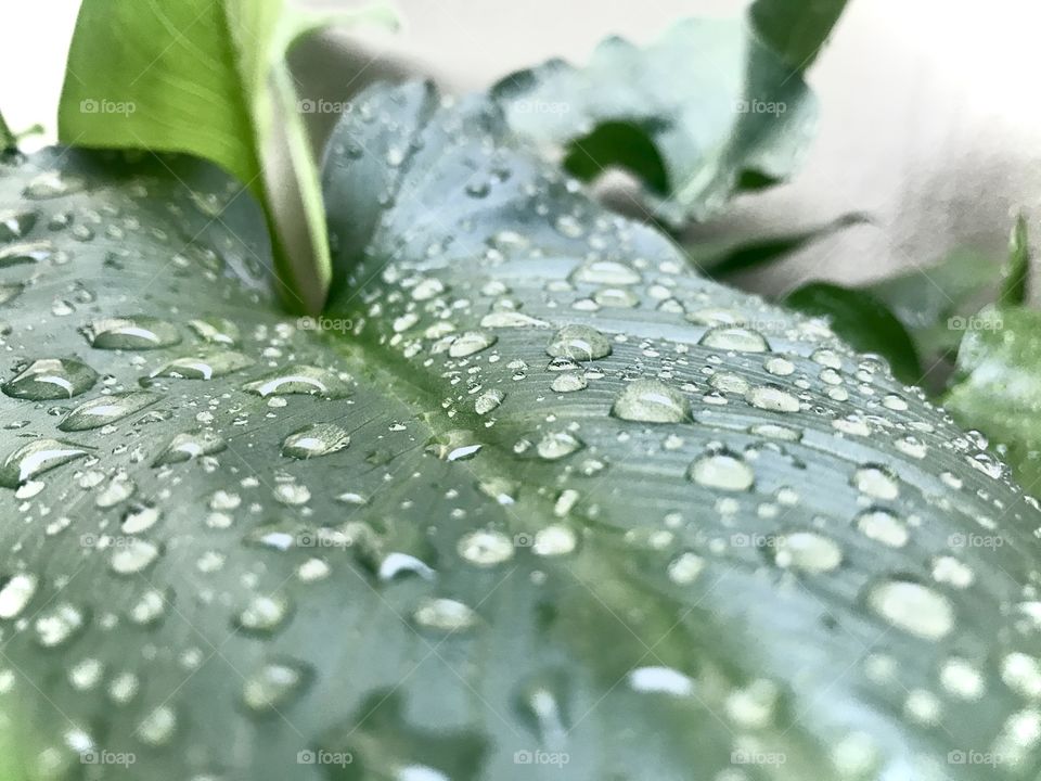 arum lily. Not long after this photo we had hail and most of the leaves got badly damaged. However, they are resilient and will bounce back.