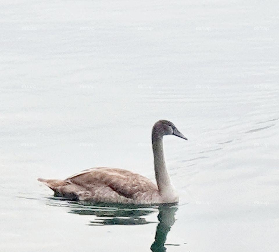 A still reasonable young swan swimming in the water.