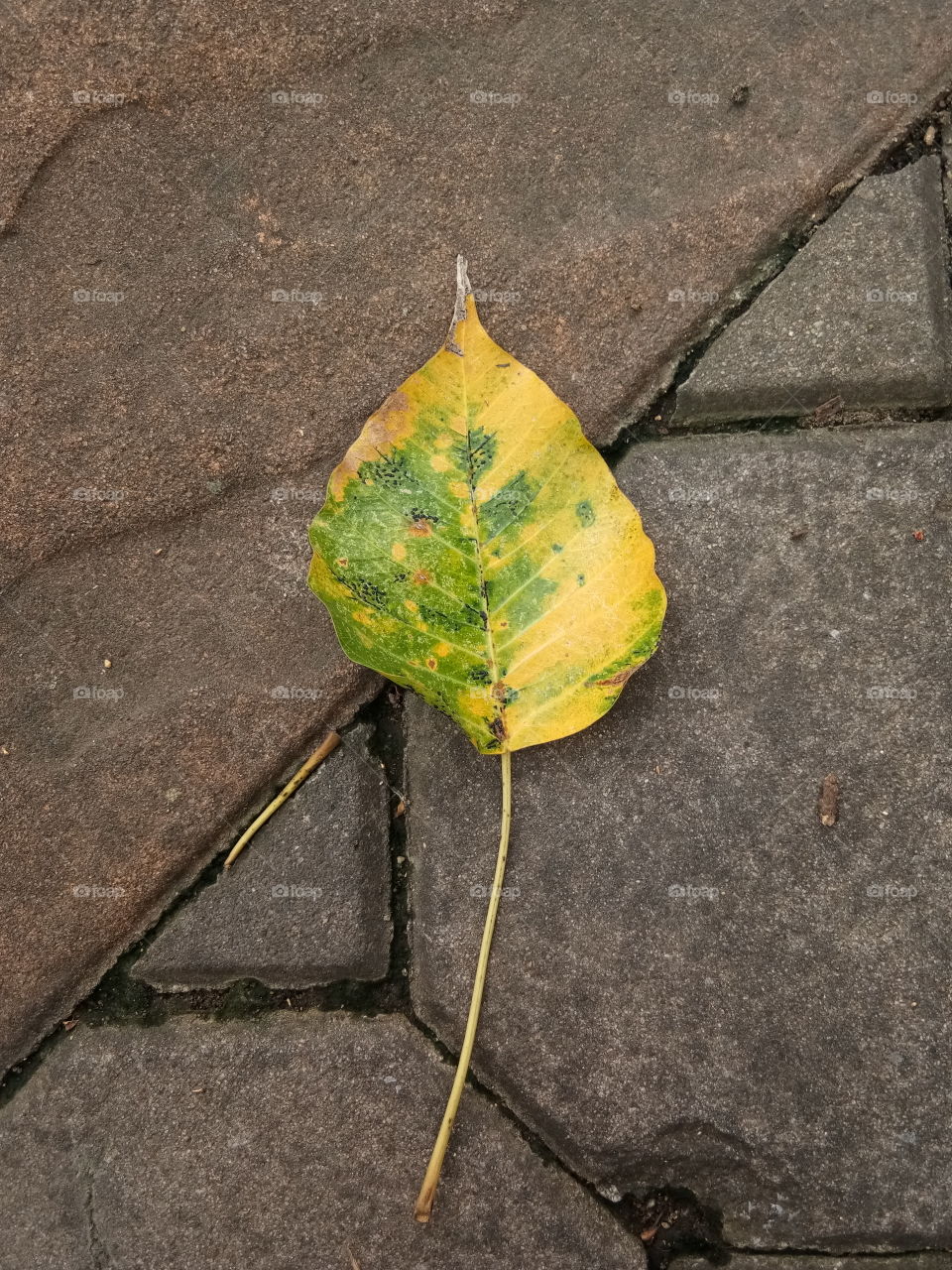 fall
phoo
leaf
ground