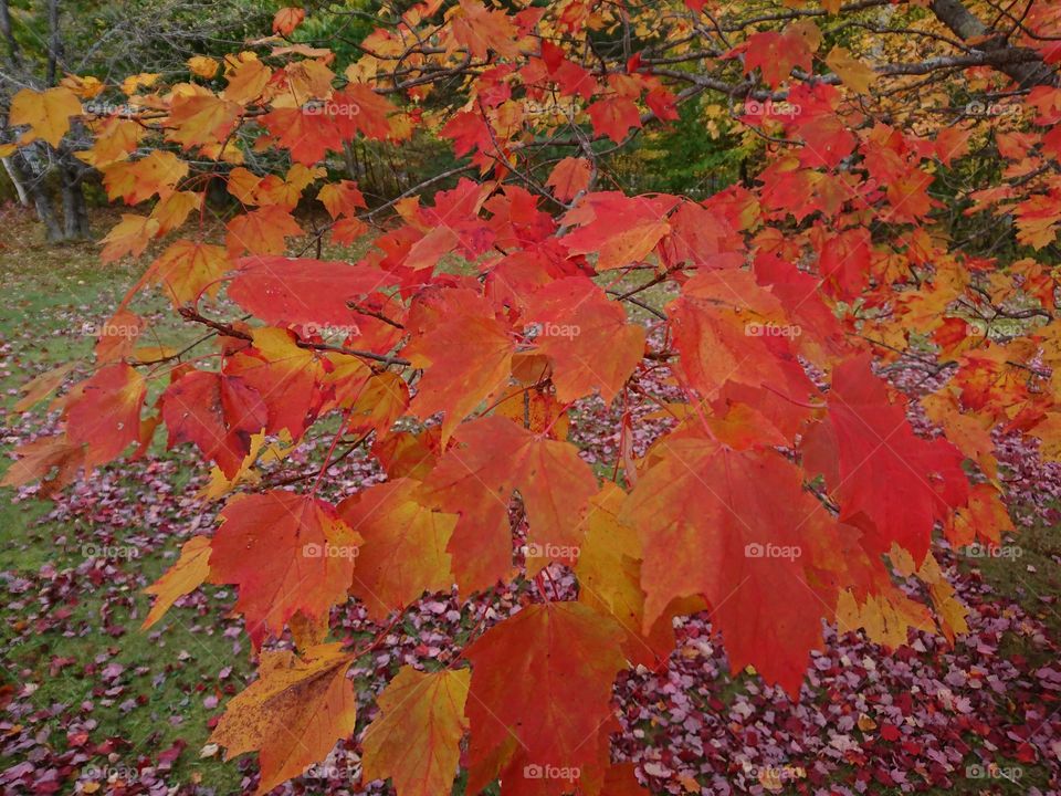 Red and Yellow Leaves