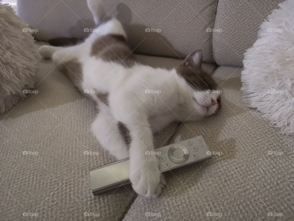 Cat using TV remote control