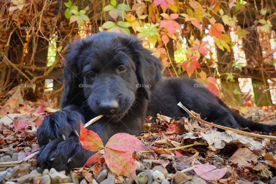 Cute puppy playing with fallen leaves