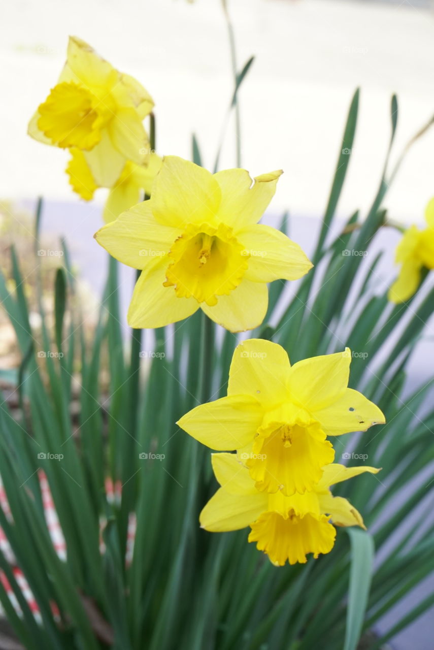 Daffodil 
Narcissisus Pseudonarcissus 
Spring California