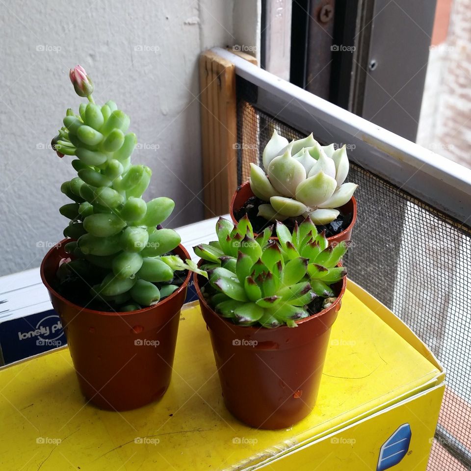My succulents 2