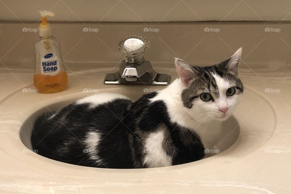 Cats of tha USA! - Cat in Sink Bowl