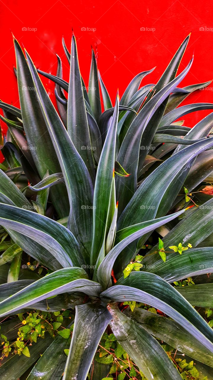 Aloe vera,sábila,plant,botany,garden,gardening,colorful,landscape,summer,spring,nature,nutritional supplement,food,meal,green,blossom,blooming,floral,season