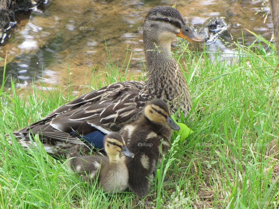 Protecting her babies
