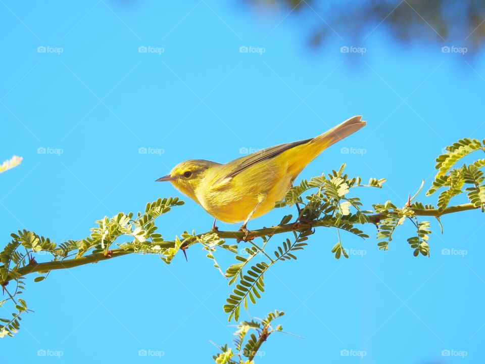 Yellow Bird