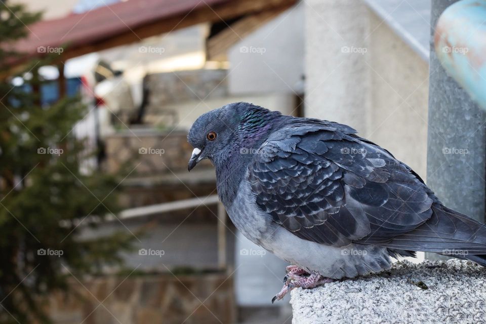 Close up of pigeon 