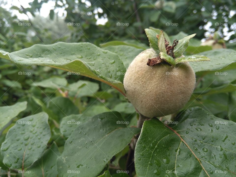 green apples on a tree in the garden summer time