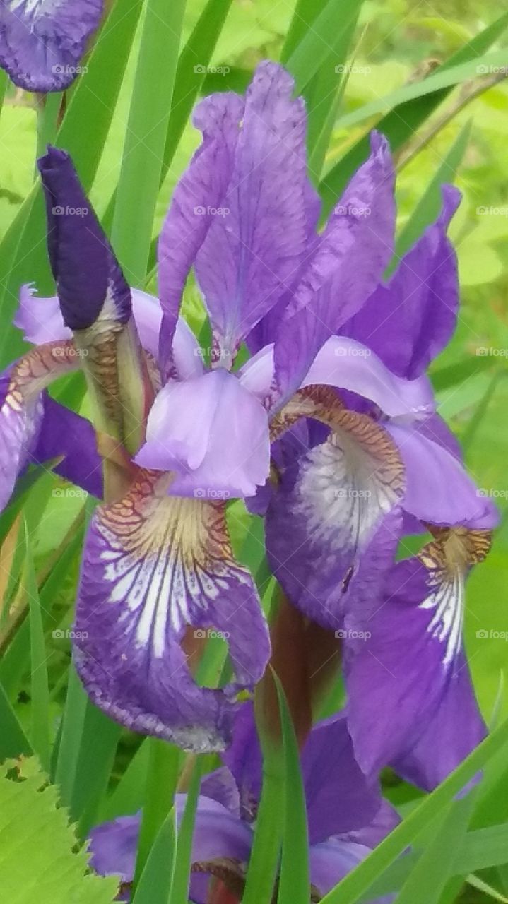 close up on purple iris