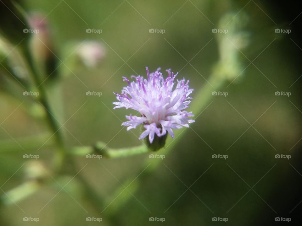 Beautyfull macro shots