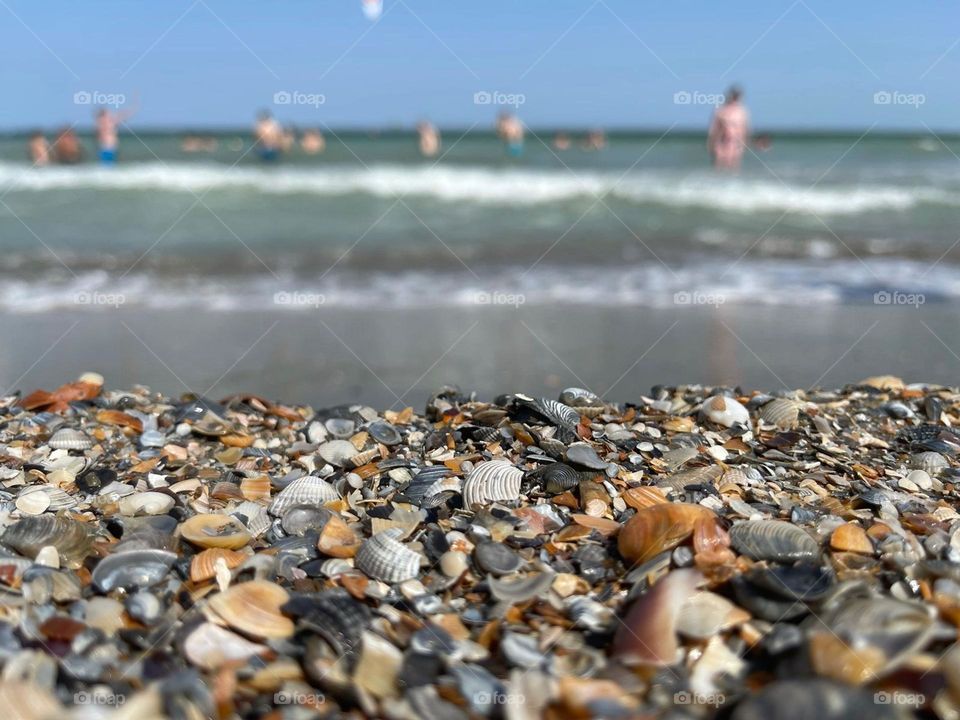 Shells on the beach