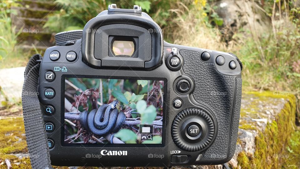 Grass snake, shooting wildlife with camera , fotografera orm kamera 