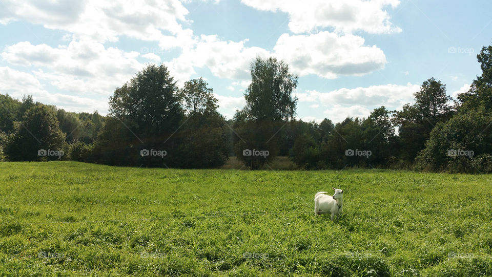 A goat on a field. Russia