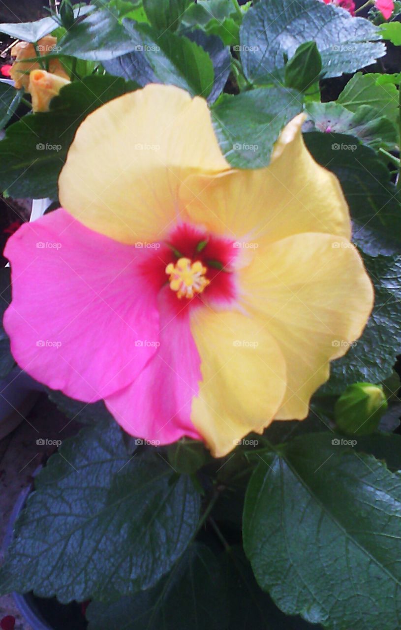 Rare hibiscus flower in two colours