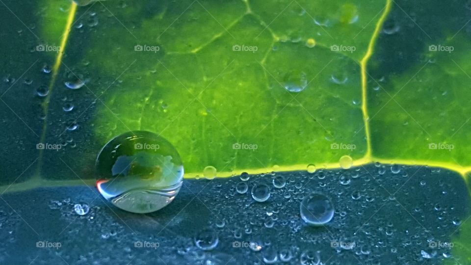 Dewdrops on a leaf on a bright, sunny morning.