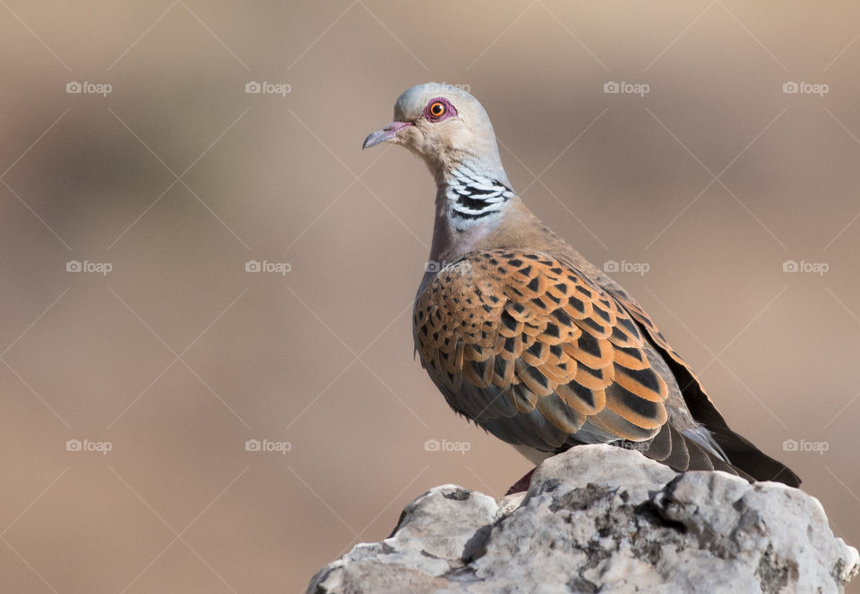 A wild dove stands on a rock