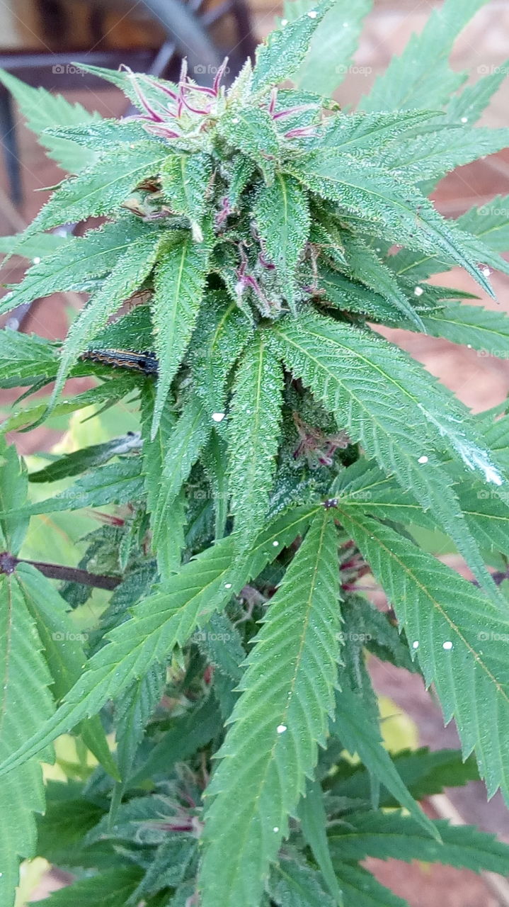 Cannabis HTC Purple Skunk