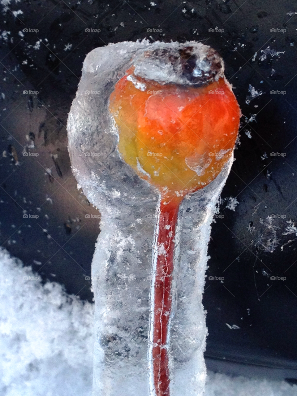 Close-up of frozen flower