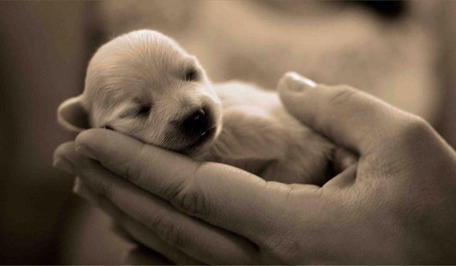 New puppy