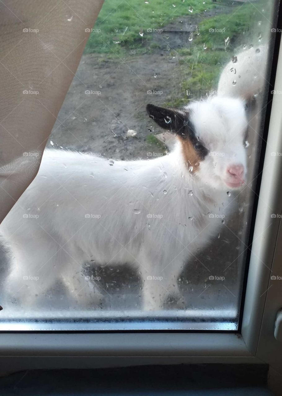 Ma petite chèvre chance sous la pluie