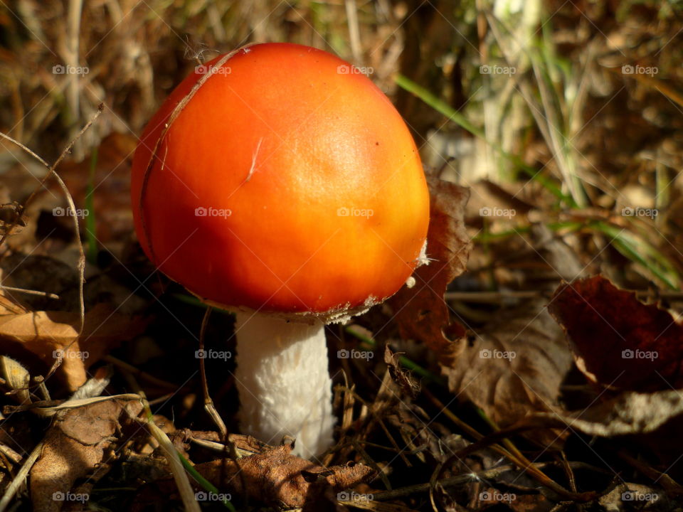 Beautifull red mushroom