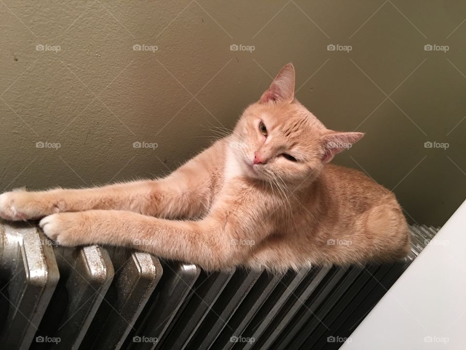 Sleepy on the heater 