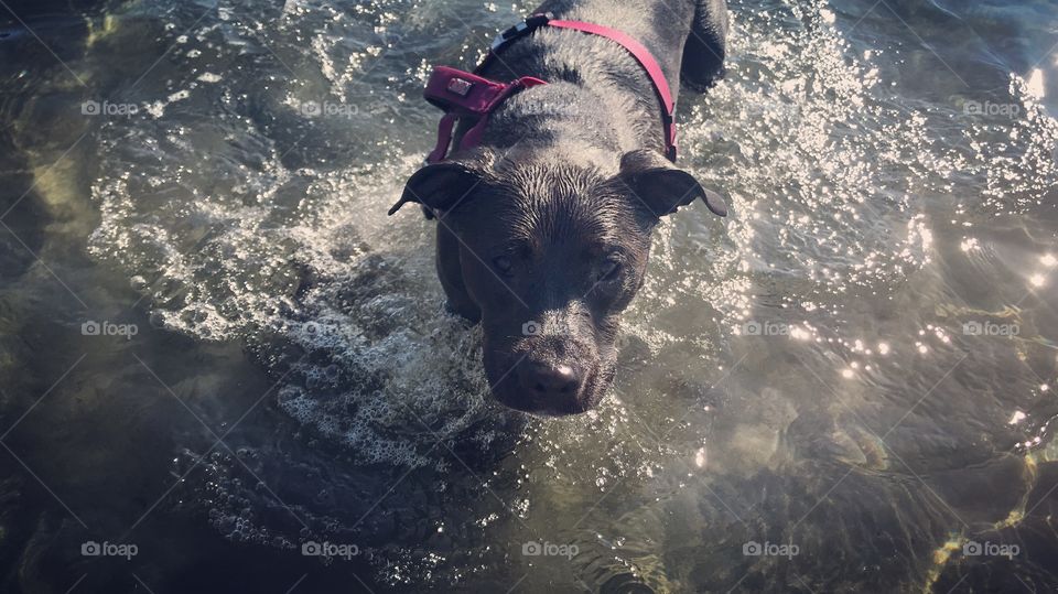 Pup Water Adventure
