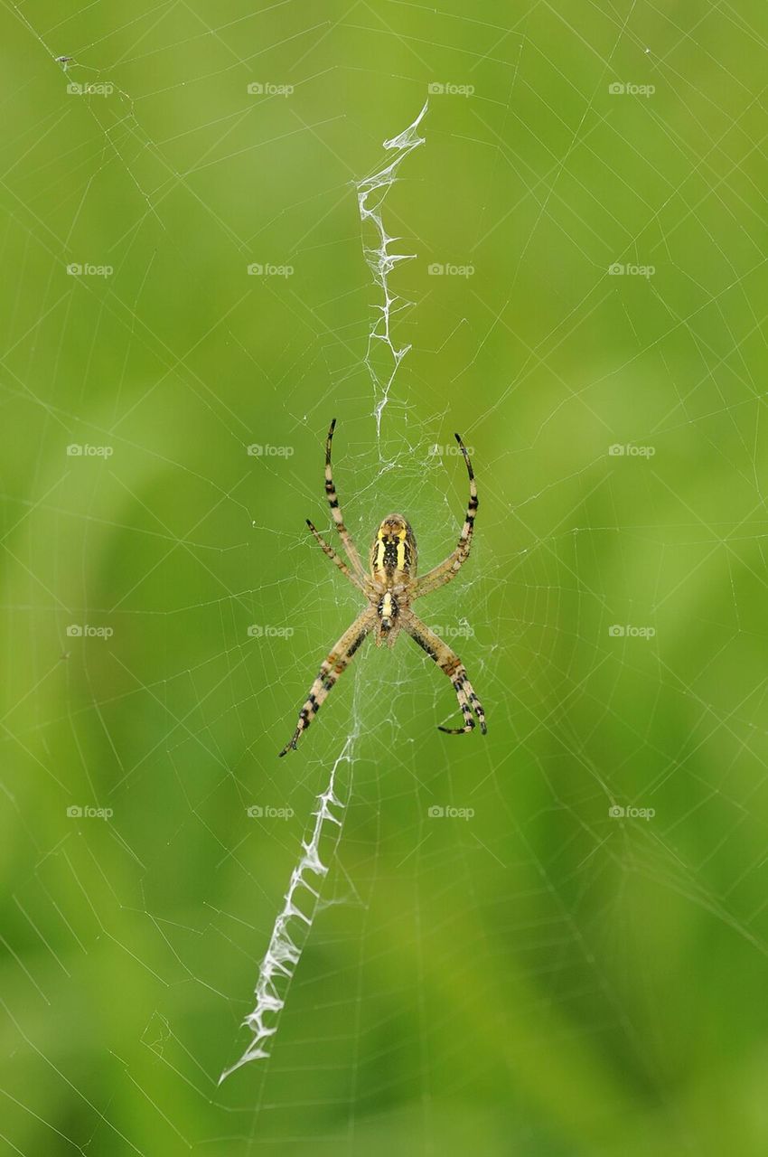 a spider