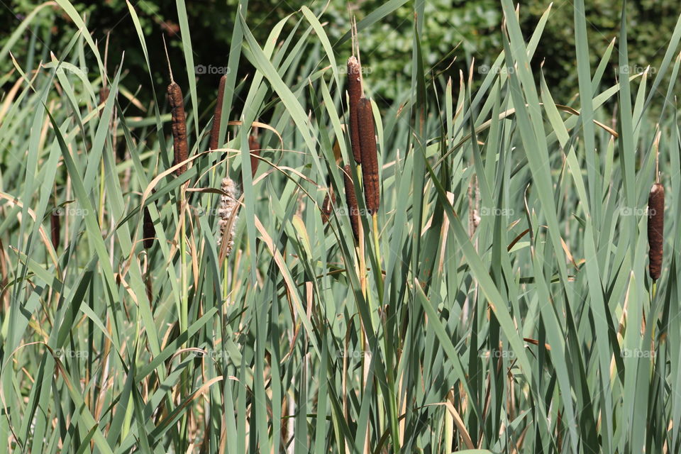 Bullrush and cattails plants